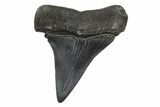 Fossil Broad-Toothed Mako Tooth - South Carolina #214525-1